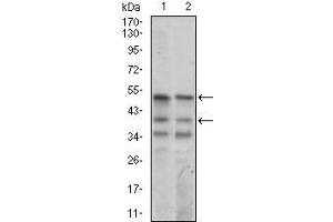Western blot analysis using Neurod mouse mAb against NIH3T3 (1) and SK-N-SH (2) cell lysate.
