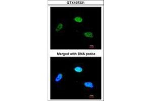 Image no. 1 for anti-Zinc Finger Protein 398 (ZNF398) (AA 358-630) antibody (ABIN467495) (ZNF398 antibody  (AA 358-630))