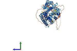 AlphaFold protein structure predicition of Human Recombinant SLC38A4 Protein, UniprotID Q969I6