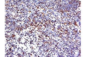 HECA antibody  (AA 260-310)