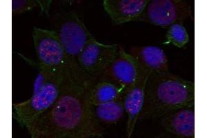 Immunofluorescence staining of methanol-fixed HeLa cells using Rel (phospho-Ser503) antibody (E011020, Red) (c-Rel antibody  (pSer503))