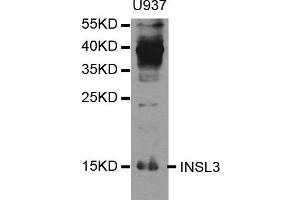 Western blot analysis of extracts of U937 cell line, using INSL3 antibody. (INSL3 antibody)