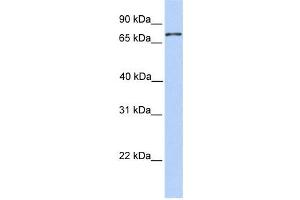 Western Blotting (WB) image for anti-Collectin Sub-Family Member 12 (COLEC12) antibody (ABIN2459389) (COLEC12 antibody)