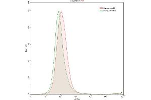 Detection of KLK11 in K562 human chronic myelogenous leukemia cell line using Polyclonal Antibody to Kallikrein 11 (KLK11) (Kallikrein 11 antibody  (AA 39-282))