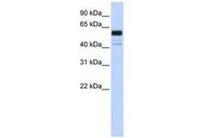 Image no. 1 for anti-Polypyrimidine Tract Binding Protein 1 (PTBP1) (C-Term) antibody (ABIN6740669) (PTBP1 antibody  (C-Term))