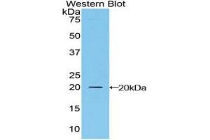 Western Blotting (WB) image for anti-Microfibrillar Associated Protein 5 (MFAP5) (AA 24-162) antibody (ABIN1859807) (MFAP5 antibody  (AA 24-162))