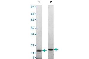 Lane 1: non-reducing conditions Lane 2: reducing conditions (KIT Ligand Protein (KITLG))
