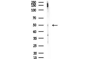 Western blot analysis of lysates from Mouse testis, using Phospho-Tau (Ser235) Antibody at 1/1000 dilution.