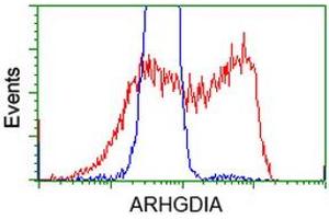 HEK293T cells transfected with either RC200902 overexpress plasmid (Red) or empty vector control plasmid (Blue) were immunostained by anti-ARHGDIA antibody (ABIN2452781), and then analyzed by flow cytometry. (ARHGDIA antibody)