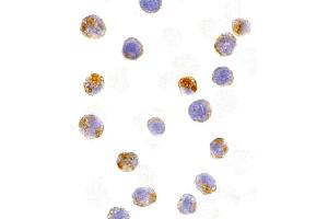 Immunohistochemistry (IHC) image for anti-Activation-Induced Cytidine Deaminase (AICDA) (C-Term) antibody (ABIN1030226) (AICDA antibody  (C-Term))