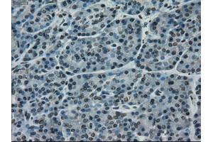 Immunohistochemical staining of paraffin-embedded pancreas tissue using anti-CD4mouse monoclonal antibody.