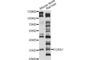 Western blot analysis of extracts of various cell lines, using FOXS1 antibody (ABIN6293148) at 1:1000 dilution. (FOXS1 antibody)