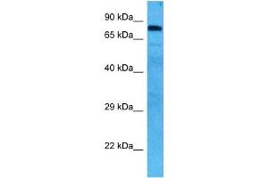Host:  Mouse  Target Name:  HSP90AB1  Sample Tissue:  Mouse Skeletal Muscle  Antibody Dilution:  1ug/ml (HSP90AB1 antibody  (N-Term))