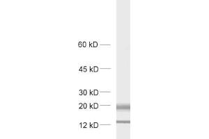 MAL2 antibody  (AA 13-28)