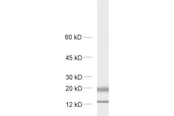 MAL2 antibody  (AA 13-28)