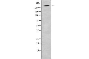 Western blot analysis SRRM2 using HuvEc whole cell lysates (SRRM2 antibody  (Internal Region))