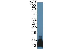 CCL6 antibody  (AA 22-116)