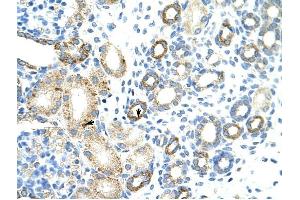 MGC27016 antibody was used for immunohistochemistry at a concentration of 4-8 ug/ml to stain Epithelial cells of renal tubule (arrows) in Human Kidney. (MGC27016 (N-Term) antibody)