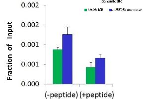 Chromatin Immunoprecipitation (ChIP) Using JUN antibody - N-terminal region  and HCT116 Cells (C-JUN antibody  (N-Term))