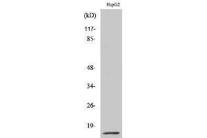 Western Blotting (WB) image for anti-Macrophage Migration Inhibitory Factor (Glycosylation-Inhibiting Factor) (MIF) (Internal Region) antibody (ABIN3180174) (MIF antibody  (Internal Region))