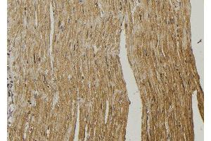 ABIN6272949 at 1/100 staining Mouse muscle tissue by IHC-P. (RDH10 antibody  (Internal Region))
