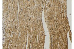 ABIN6272949 at 1/100 staining Mouse muscle tissue by IHC-P.