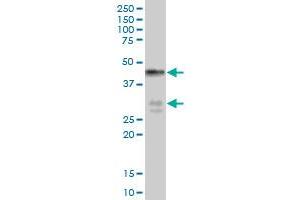 BNIPL MaxPab polyclonal antibody. (BNIPL antibody  (AA 1-275))