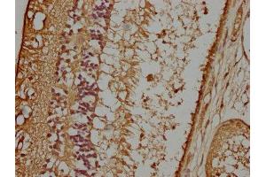 IHC image of ABIN7162249 diluted at 1:100 and staining in paraffin-embedded human eye tissue performed on a Leica BondTM system. (OPTC antibody  (AA 20-332))