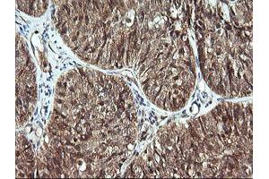 Image no. 1 for anti-Cell Division Cycle 123 Homolog (CDC123) antibody (ABIN1497389) (CDC123 antibody)