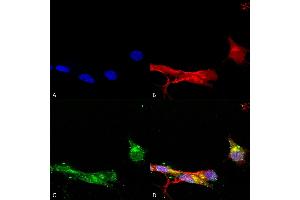 Immunocytochemistry/Immunofluorescence analysis using Mouse Anti-mGluR1/5 Monoclonal Antibody, Clone S75-33 (ABIN2483971). (Metabotropic Glutamate Receptor 5 antibody  (AA 824-1203) (Atto 390))