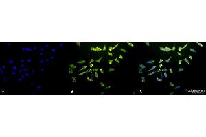 Immunocytochemistry/Immunofluorescence analysis using Mouse Anti-Hsc70 (Hsp73) Monoclonal Antibody, Clone 1F2-H5 . (Hsc70 antibody  (APC))