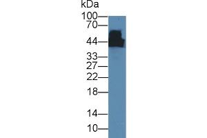 Western Blot; Sample: Mouse Cerebrum lysate; Primary Ab: 5µg/ml Mouse Anti-Rat CKM Antibody Second Ab: 0.