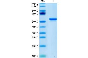 Human LIGHT on Tris-Bis PAGE under reduced condition. (TNFSF14 Protein (AA 74-240) (Fc Tag))