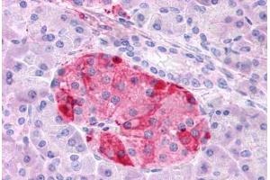 Anti-GIPR antibody  ABIN1048655 IHC staining of human pancreas. (GIPR antibody  (N-Term))