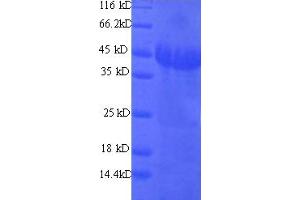 SDS-PAGE (SDS) image for Guanine Nucleotide Binding Protein (G Protein), alpha Activating Activity Polypeptide O (GNAO1) (AA 2-354) protein (His tag) (ABIN5709595) (GNAO1 Protein (AA 2-354) (His tag))