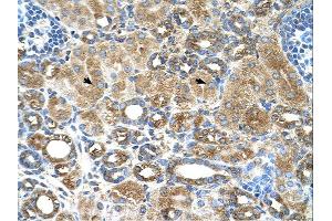 UBXD2 antibody  (Middle Region)