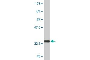 Western Blot detection against Immunogen (33.