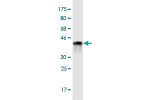 DIDO1 antibody  (AA 321-420)