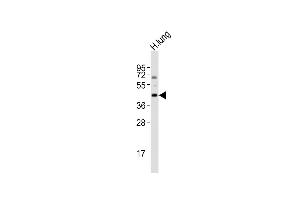 Western blot analysis of anti-Bcl-G BH3 Domain Pab (ABIN1882066 and ABIN2846157) in K562 cell line lysates (35 μg/lane). (BCL2L14 antibody  (AA 194-229))