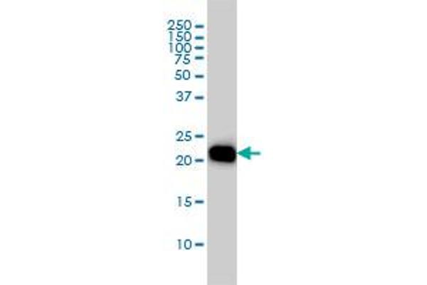 RHOA antibody  (AA 1-193)