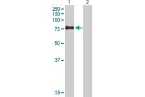 Western Blot analysis of ZSWIM2 expression in transfected 293T cell line by ZSWIM2 MaxPab polyclonal antibody.