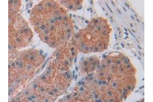 CCK8 antibody