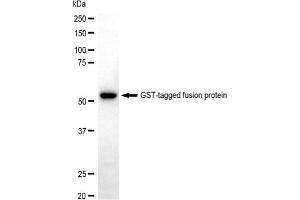 anti-GST-Tag antibody