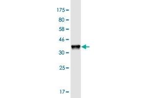 Western Blot detection against Immunogen (36. (HAGHL antibody  (AA 183-282))
