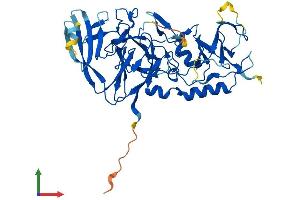 AlphaFold protein structure predicition of Human Recombinant PELI1 Protein, UniprotID Q96FA3