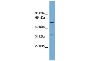 WB Suggested Anti-RSAD1 Antibody Titration: 0. (RSAD1 antibody  (Middle Region))