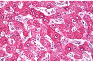 ABIN571200 (5 μg/mL) staining of paraffin embedded Human Liver. (NDUFS7 antibody  (Internal Region))