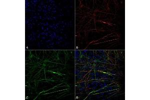 Immunocytochemistry/Immunofluorescence analysis using Mouse Anti-Tau Monoclonal Antibody, Clone 1D5 (ABIN6952073). (tau antibody  (Atto 488))