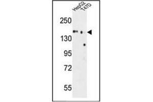 Western blot analysis of GLG1 Antibody (C-term) in HepG2, T47D cell line lysates (35ug/lane). (GLG1 antibody  (C-Term))
