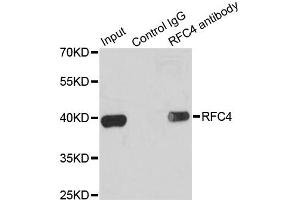 Immunoprecipitation analysis of 200ug extracts of K562 cells using 1ug RFC4 antibody. (RFC4 antibody)